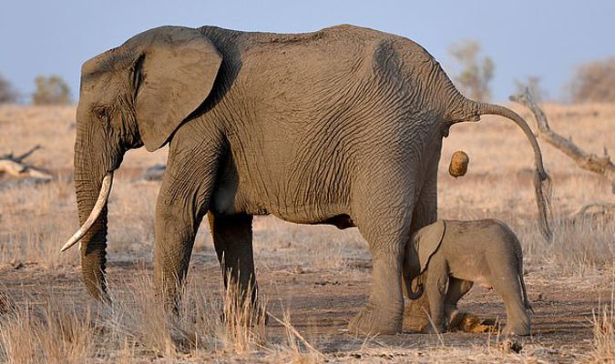 Secuencias de una desgracia: “Dumbo” estaba en el lugar equivocado… (FOTOS + Asco)
