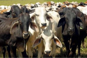 Las vacas, como los humanos, prefieren la comunicación cara a cara