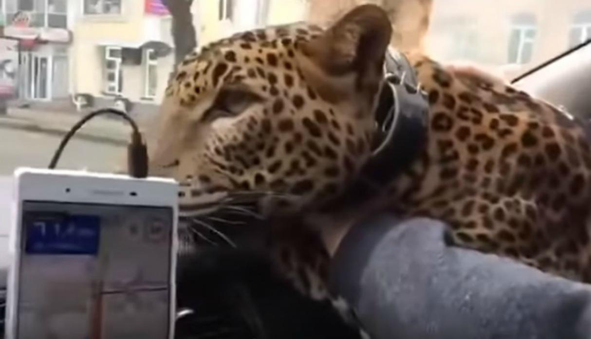 Es sólo un gato grande: Pidió un taxi para trasladar a un leopardo bebé (Video)