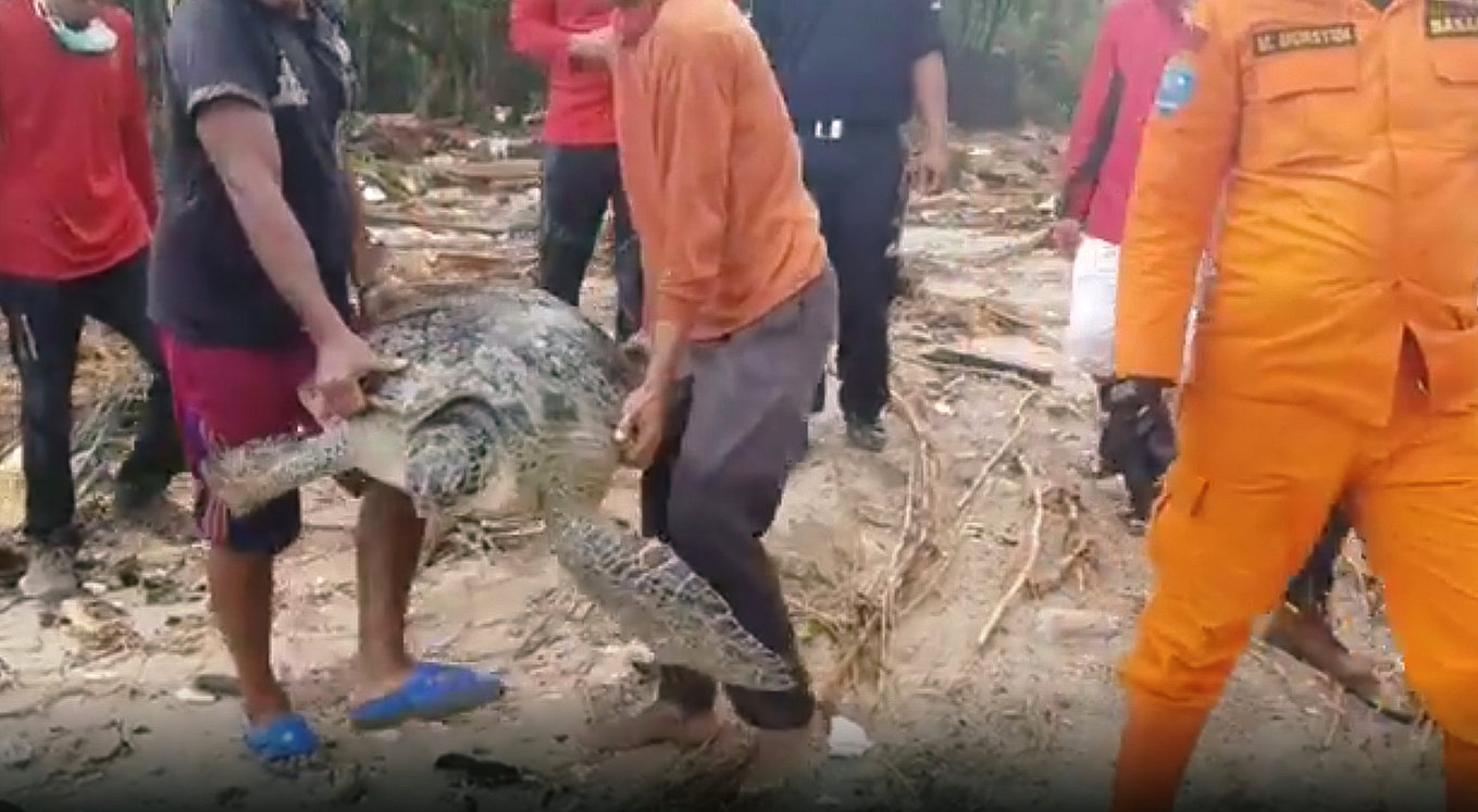 Socorristas indonesios al rescate de tortugas tras el tsunami