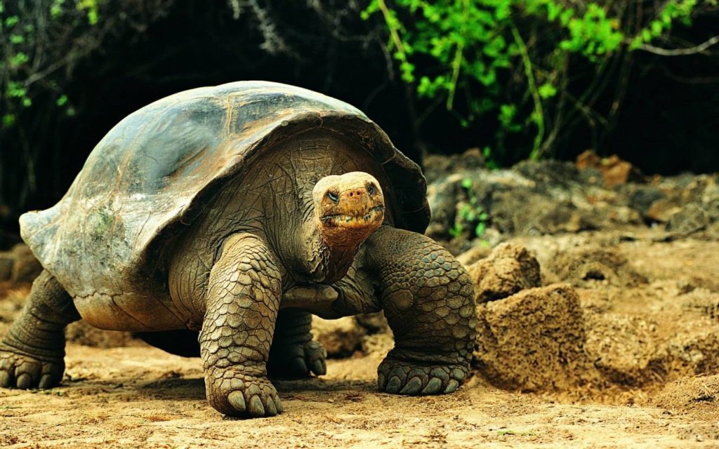 Científicos descubren cuatro nuevos virus en las tortugas gigantes de Galápagos