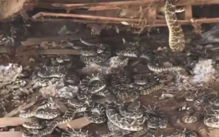 ¡Sorpresa! Un hombre encontró nido de 30 serpientes de cascabel debajo de su cobertizo