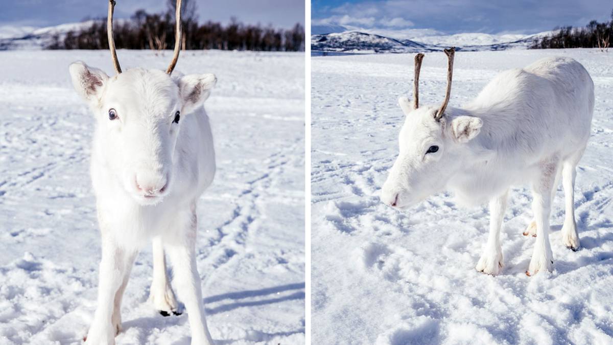 El mágico momento en el que un raro reno blanco posó para un fotógrafo en Noruega (fotos)