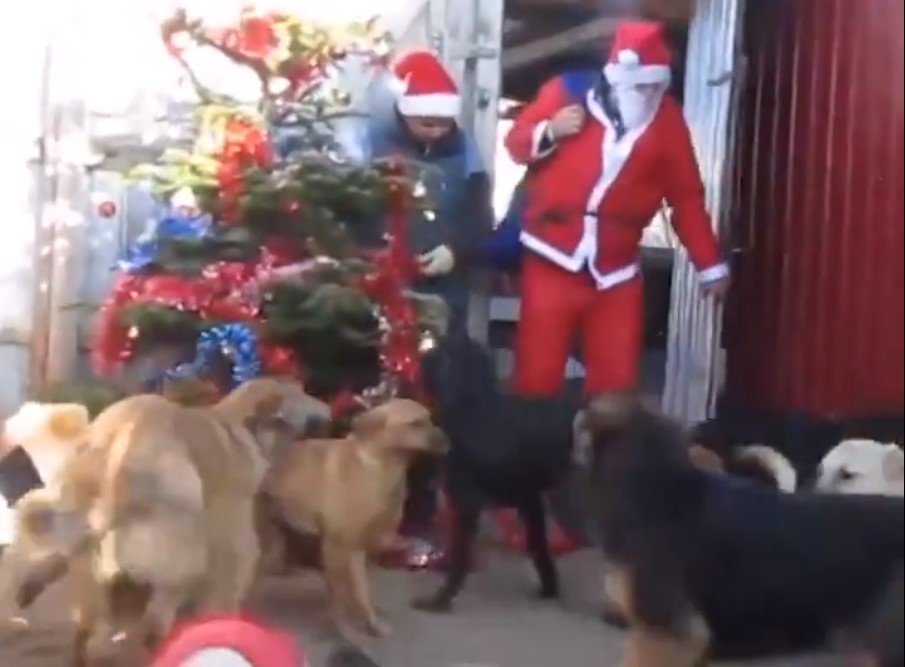 EN VIDEO: Papá Noel se acuerda hasta de los perritos en Navidad