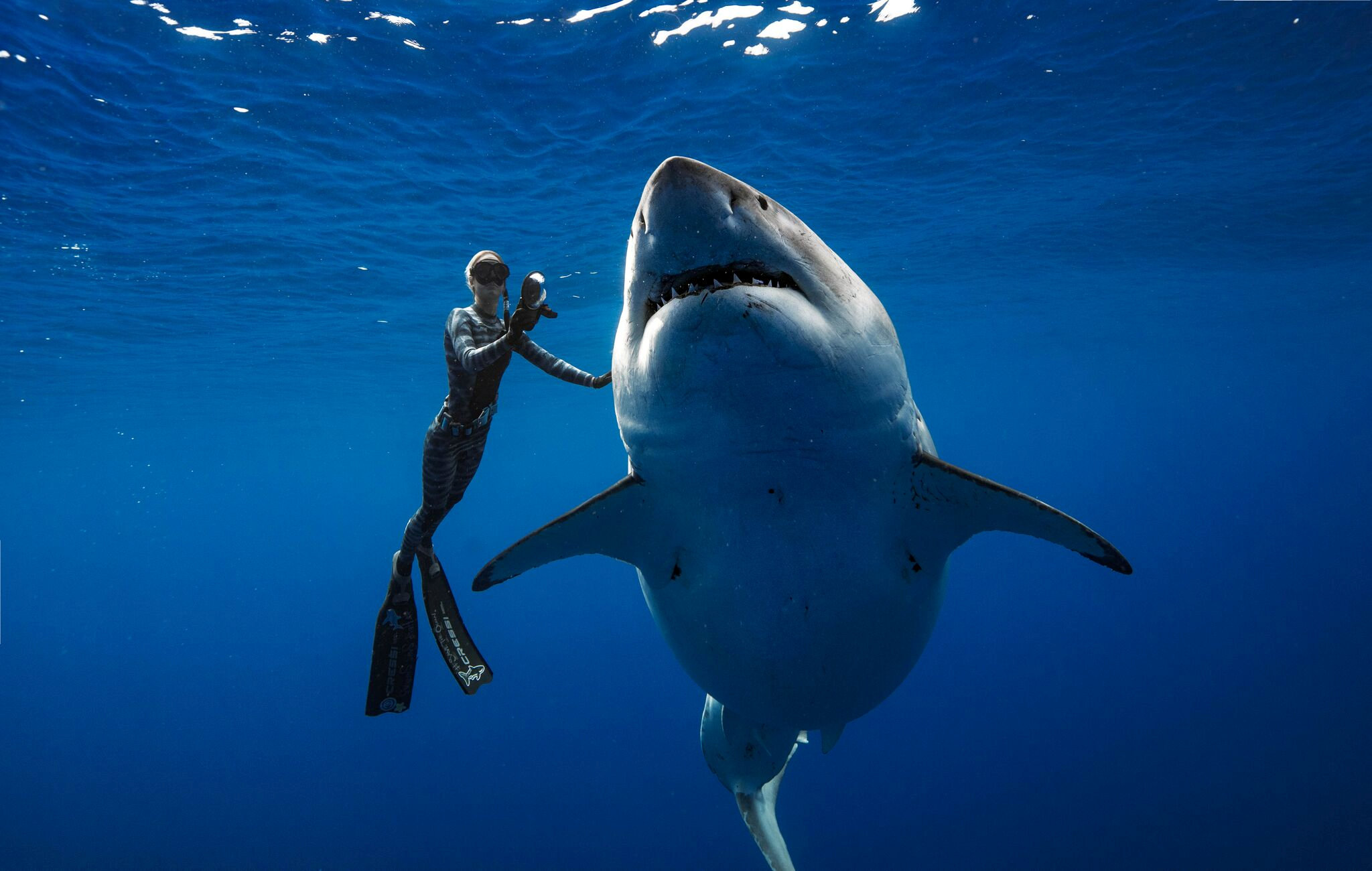 ¡Tan bello!… se consiguieron al tiburón blanco más grande del mundo y sacaron estas espectaculares FOTOS