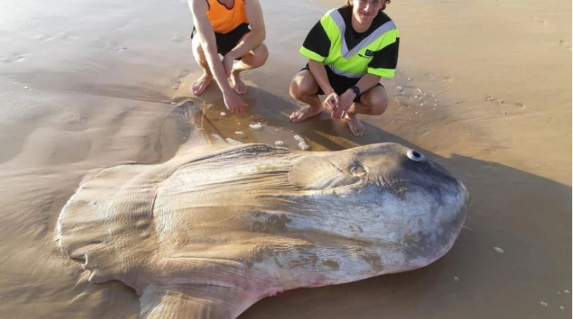 ¡Increíble! Encuentran monstruoso pez luna en una playa de Australia (Fotos)