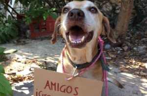 La historia de Deko, el perrito que vende postres para pagar su quimioterapia (FOTOS)