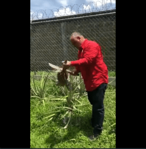 ¿Ahora agricultor? Tras un fuerte rejado, Diosdado muestra cómo cosecha piñas (VIDEO) 