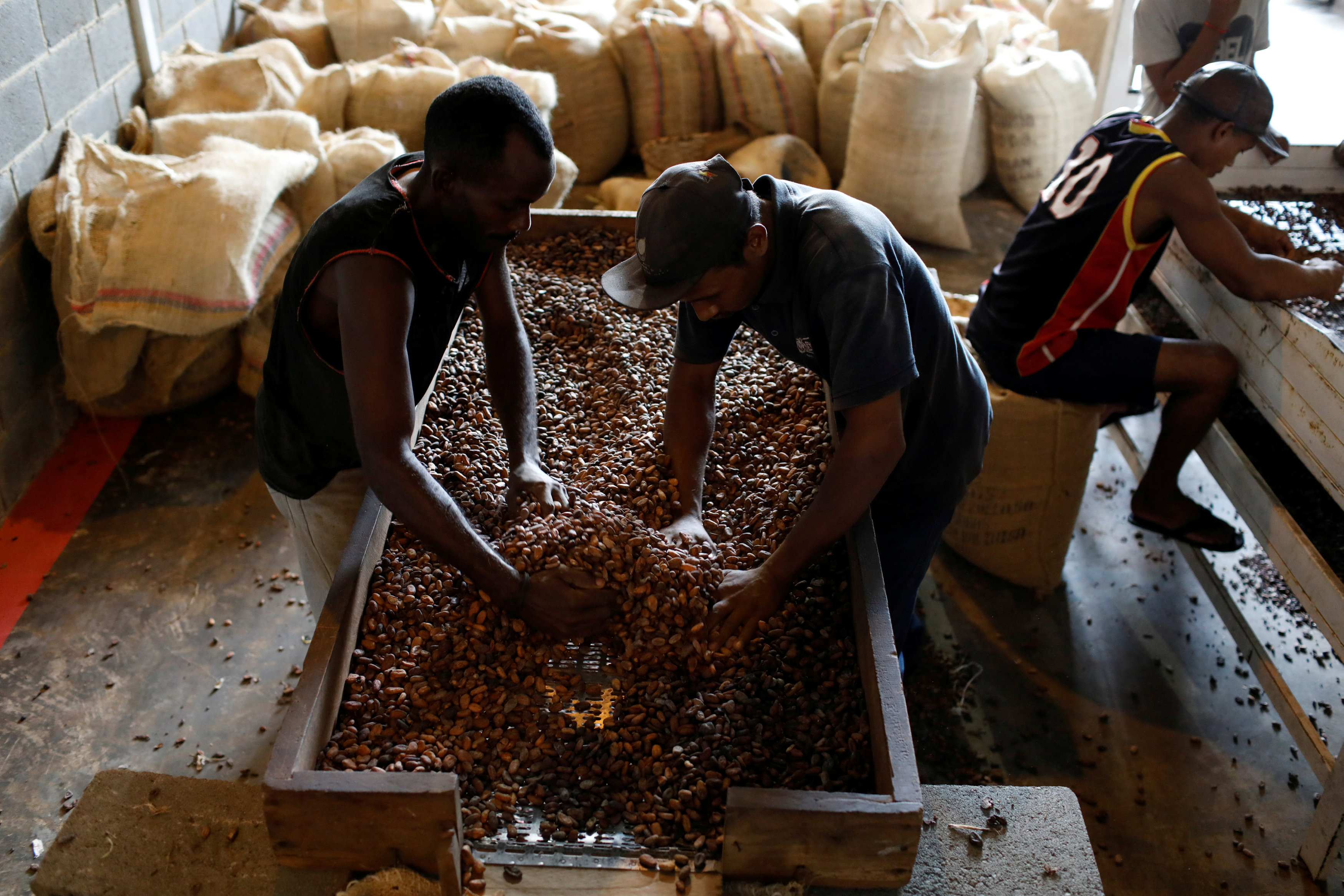 Aprueban Ordenanza Municipal del Cacao en Caripito