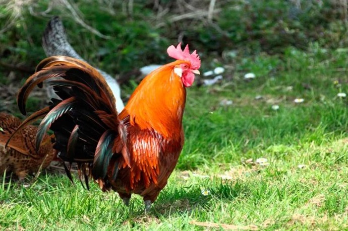 Aplazado el juicio de un gallo francés acusado de cantar demasiado temprano