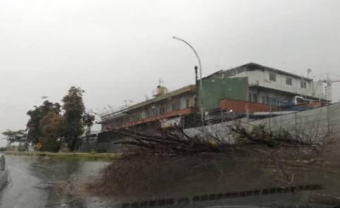 Caída de un árbol por lluvias imposibilita el paso vehicular en Los Ruices