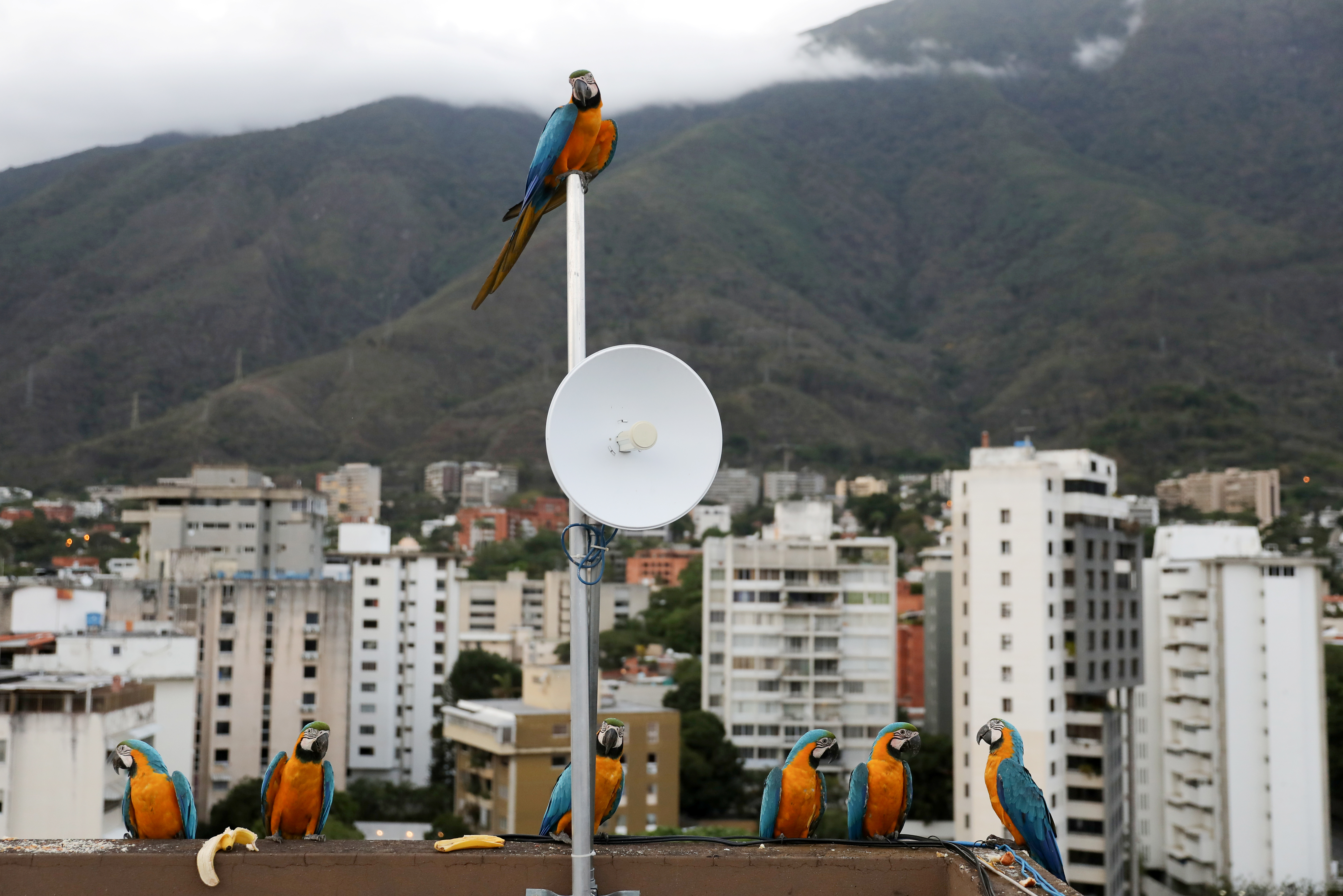 La verdad sobre las guacamayas: Su introducción “comercial” en Caracas y por qué ahora son “símbolo” de la capital