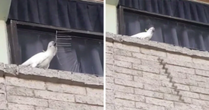 ¡No cree en nadie! Esta cacatúa REBELDE arrancó y lanzó a la calle unas púas anti aves (VIDEO)