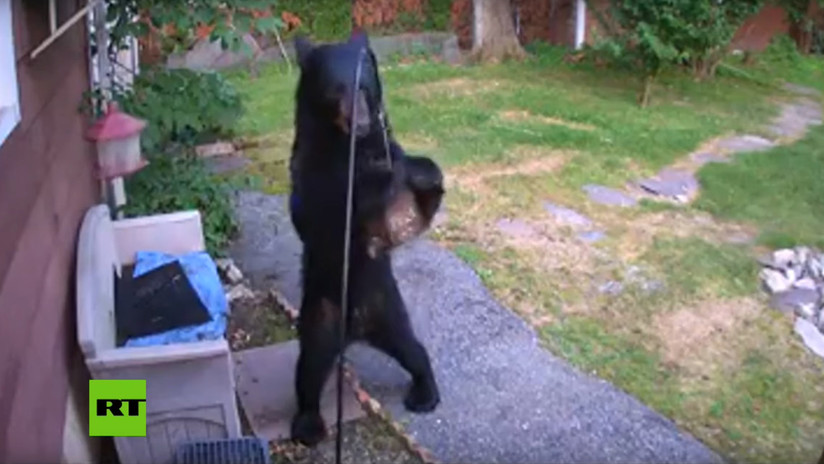 Un oso hambriento irrumpe en una vivienda de EEUU y el final te SORPRENDERÁ (VIDEO)