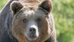 EN VIDEO: Un hombre se filma empujando a un oso salvaje y este le atraviesa la mano de un mordisco