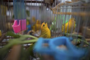 Colombia combate tráfico de fauna y silencia los torneos de aves