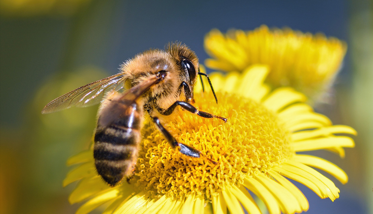 ¿Sabías que sin abejas no hay vida? Conoce aquí las razones