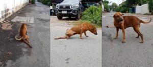 VIDEO VIRAL: ¡Todo un actor! Este perro finge tener una pierna rota para que le den comida