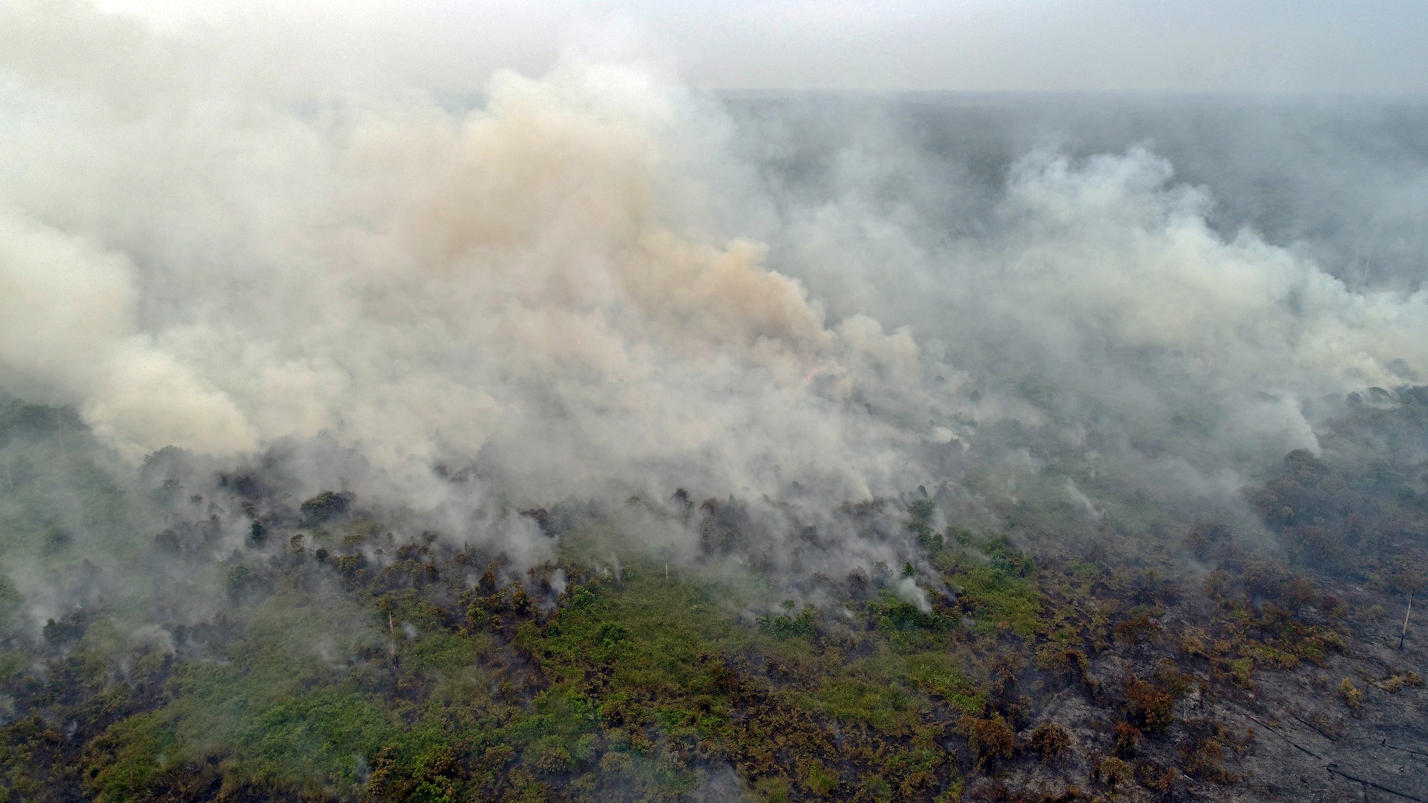 Claves del desastre medioambiental de los incendios que arrasan Indonesia