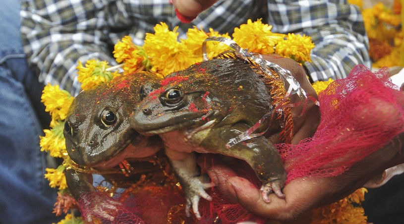 Divorcian a dos ranas que casaron hace dos meses para acabar con las fuertes lluvias en India