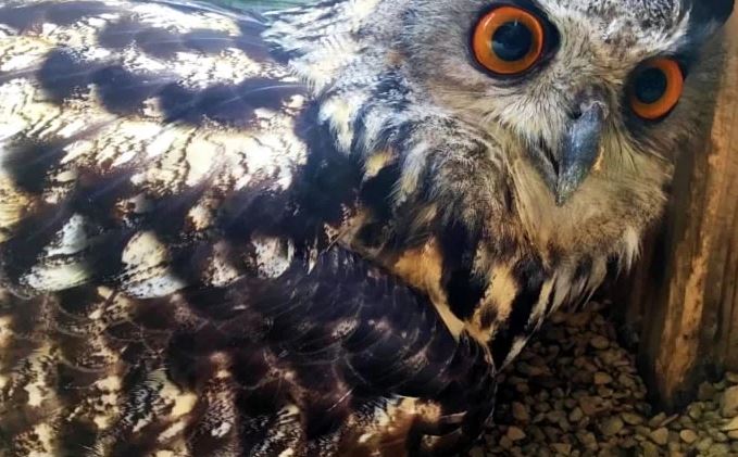 ¡JAJAJA! Fue el búho “macho” de un santuario de aves hasta que puso un huevo… 23 años después (Fotos)