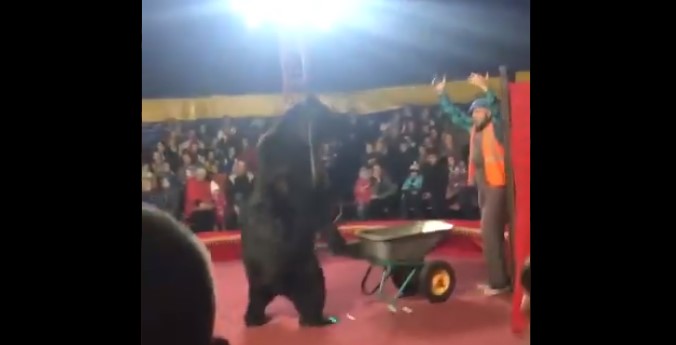 Imágenes fuertes: Un oso ataca a su domador en un circo de Rusia (Video)