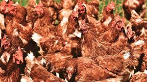 “No abracen ni besen a sus gallinas”: La inusual alerta que emitió EEUU