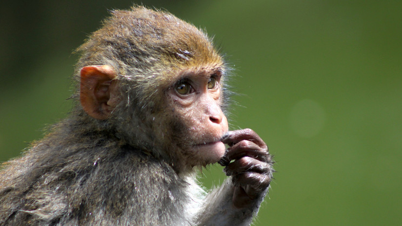 ¡Increíble! Un mono usó el teléfono de su cuidadora para hacer compras por Internet (Foto y video)