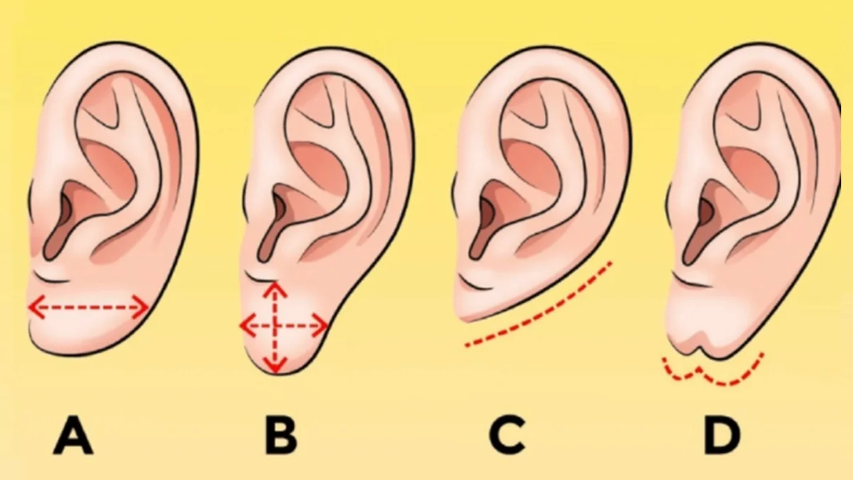 La forma de las orejas demuestran cómo te expresas en amor