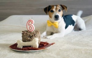 Adiós a los mitos: Así se calcula la edad humana de un perro