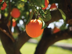 Nueva plaga amenaza producción de naranjas en Florida