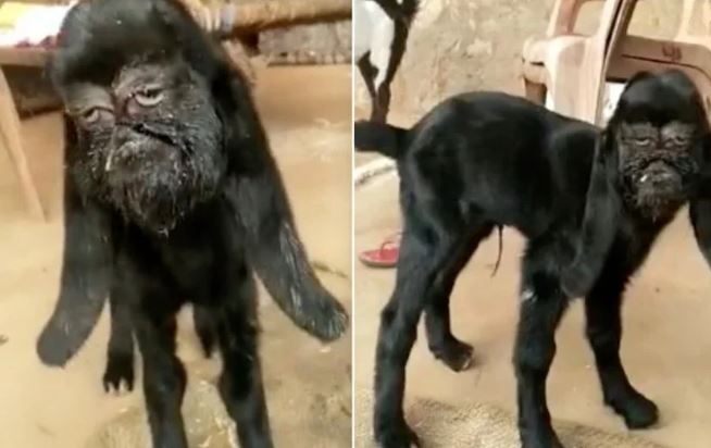 VIRAL: Conoce a la cabra mutante con rostro de humano