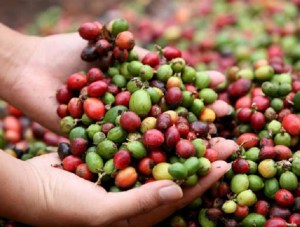 Productores apuestan por elevar la producción de café en Mérida