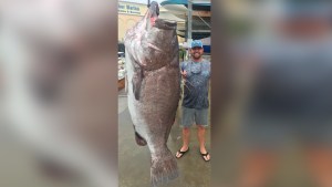 Atrapó un enorme pez de casi 160 kilos que está en peligro de extinción en Florida (Fotos)