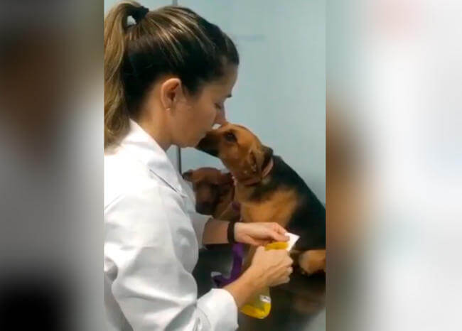 ¡VIRAL! Cómo un video de un perro con su veterinaria tiene derretidas las redes sociales 