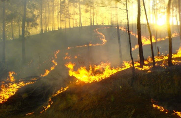 Incendios arrasan con miles de hectáreas de bosque en Guatemala