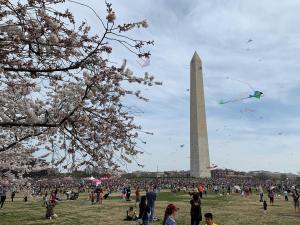 Cancelan el festival de los cerezos en Washington DC por el coronavirus (VIDEO)