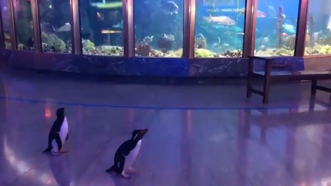 VIRAL: El delirante paseo de unos pingüinos en un acuario cerrado por coronavirus (VIDEOS)