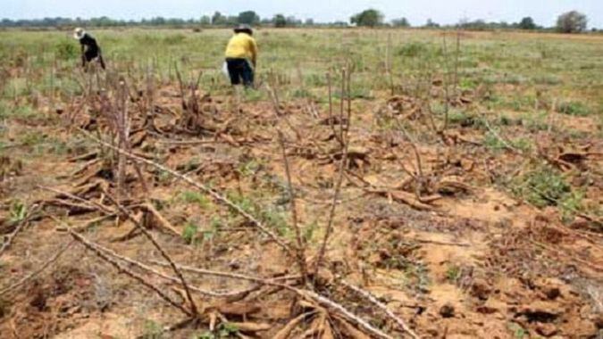 Fedeagro: Se pierde la siembra de arroz por falta de riego y escasez de combustible