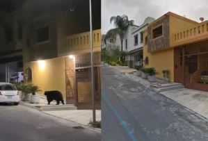 Oso aprovechó que no había gente en las calles para dar un paseo por Monterrey (VIDEO)