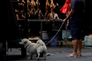“Pura fantasía”: Experto italiano criticó estudio que apunta a los perros callejeros como los transmisores del coronavirus
