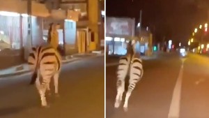 Una cebra y dos caballos pasearon por las calles de París tras escapar del circo (VIDEOS)