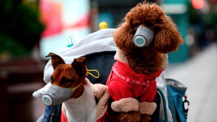 Una universidad de EEUU investiga si los perros pueden detectar el coronavirus