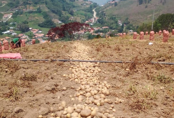 Productores de papa en Mérida denunciaron que deben pagar en dólares el combustible