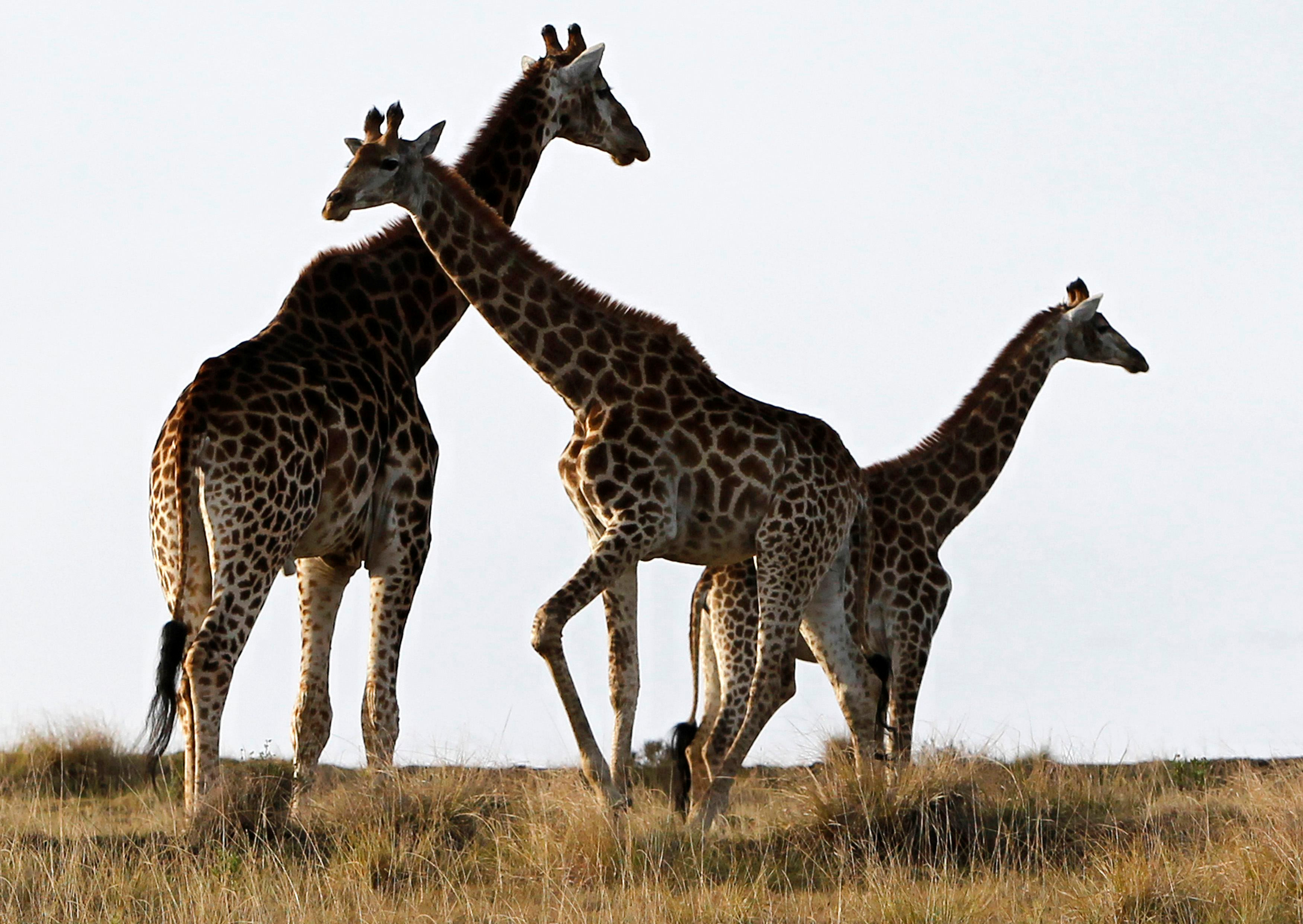 “Safaris virtuales” de Sudáfrica animan la cuarentena con chacales y cachorros de leopardo
