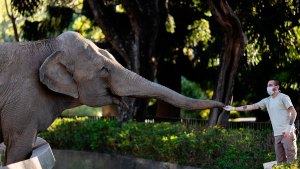 Brasil y Argentina reabrieron sus frontera para el traslado de la elefanta ‘Mara’ a un santuario (VIDEOS)