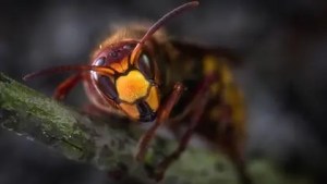 Estados Unidos se mantiene en alerta ante la llegada al país de un insecto letal
