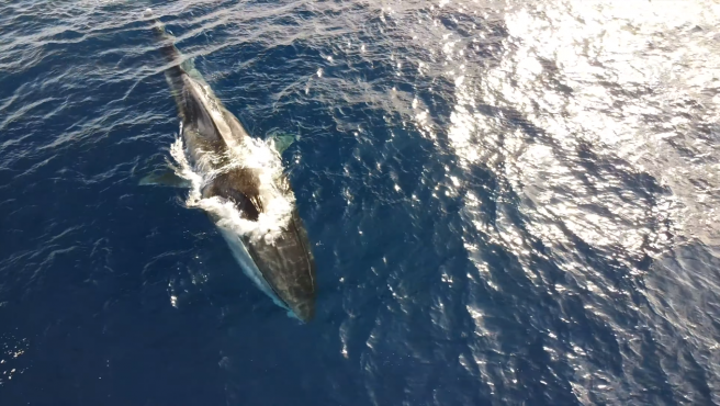 Avistan a “Codamozza”, la legendaria ballena de 20 metros que vaga sin cola por el océano (VIDEO)