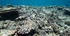 UE pide acción urgente para evitar daño irreversible en ecosistemas marinos