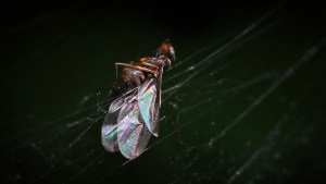 Hormigas voladoras atacaron Reino Unido y fueron captadas por radares meteorológicos (Videos)